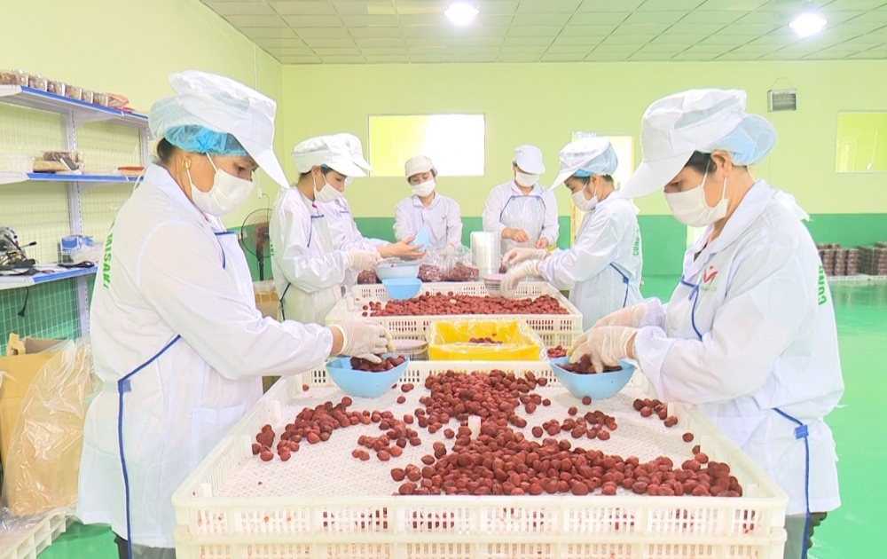 Một doanh nghiệp chế biến nông sản bảo đảm ATTP hướng tới xuất khẩu trên địa bàn tỉnh Bắc Kạn 4450-tinh-bac-kan-nong-san-thuc-pham