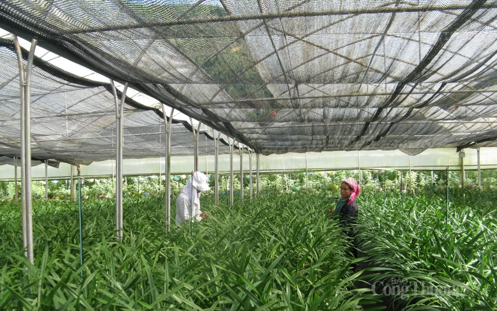 Khoa học và công nghệ: Tạo sức bật cho nông nghiệp, nông thôn vùng sâu, vùng xa Khoa học và công nghệ: Tạo sức bật cho nông nghiệp, nông thôn vùng sâu, vùng xa