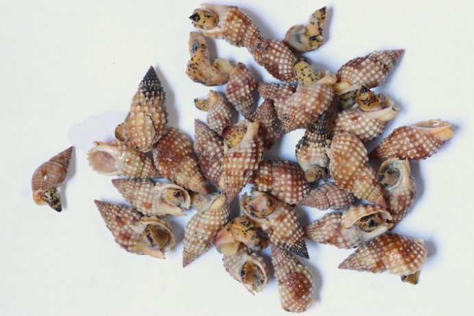 Mẫu vật ốc biển thu thập từ vụ ngộ độc thực phẩm tại Vạn Ninh, Khánh Hoà 2313-ngo-doc-oc-bien