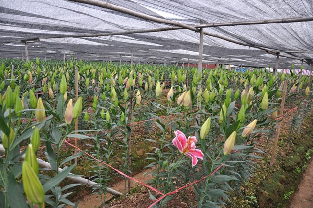 Do giá xuống quá thấp, nhiều nông dân chán nản bỏ ruộng để hoa nở.