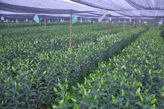 Theo ông Nguyễn Tuấn Anh – Chủ tịch UBND xã Thượng Mỗ, huyện Đan Phượng: Toàn xã có 14ha trồng hoa ly thì có đến trên dưới 50% số diện tích nở sớm trượt Tết.