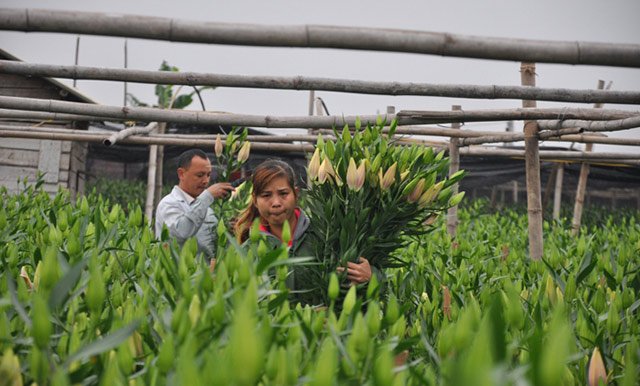 Do hoa ly nở không đúng thời điểm, hai vợ chồng anh Nguyễn Quang Hào ở làng Đăm, phường Tây Tựu (Bắc Từ Liêm) chịu cảnh thiệt hại nặng.