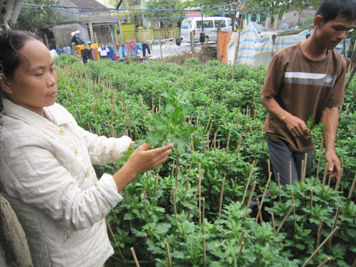 Cúc không ra hoa khiến người trồng lao đao Ảnh: Quang Tám