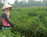 Giá ớt tăng cao kỷ lục, nông dân Trà Vinh lãi lớn