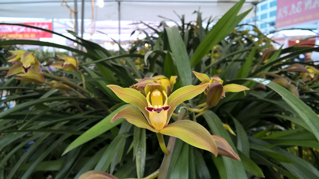 Một bông địa lan Giấc mộng vua Trần khoe sắc. Người bán cho hay, nụ và hoa có thể trưng được tối đa 30 ngày