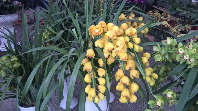 Phổ biến ở phố là các loại hoa địa lan vàng cánh mỏng