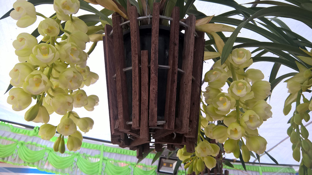 Ngoài địa lan, trồng chậu, khá nhiều địa lan treo có hình dạng bắt mắt, màu sắc hoa xanh cốm rất trang nhã.