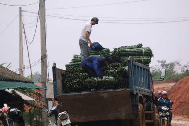 Thương lái đánh xe tải vào tận xã để mua lá dong đem về xuôi. Ảnh: Phạm Hòa.