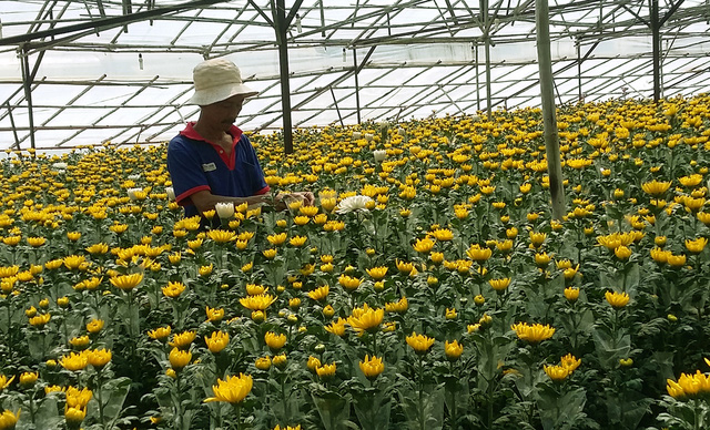 Những ngày cận Tết giá hoa cúc Đà Lạt tăng vọt