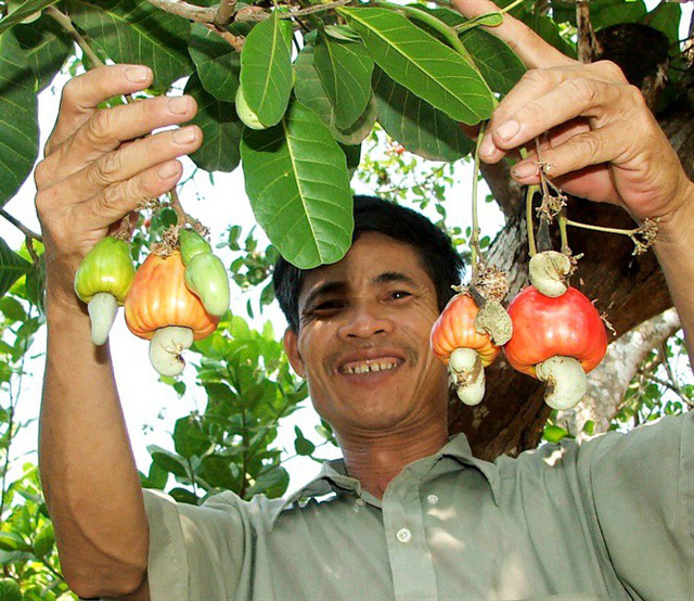 Điều chuẩn bị thu hoạch (Ảnh: Đức Cường)