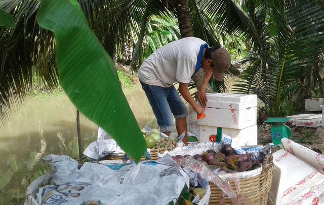 Lý do vú sữa tím ở miền Tây được mùa, đắt giá - Ảnh 2.