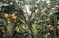 Bưởi Diễn được mùa nhưng lại lo về giá