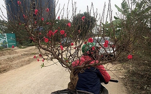 Đào Tết sớm đắt khách dao tet som dat khach