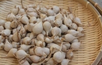 Tỏi Lý Sơn được mùa lại rớt giá thê thảm