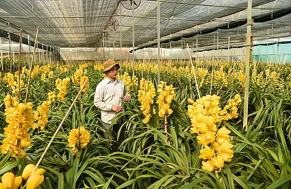 dia lan da lat no truoc tet nong dan dung ngoi khong yen
