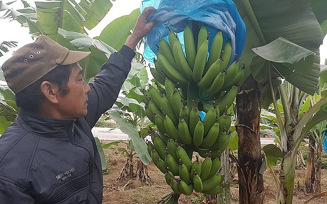 nguoi dan cac vua chuoi hai duong va hai phong ron ra vao vu tet