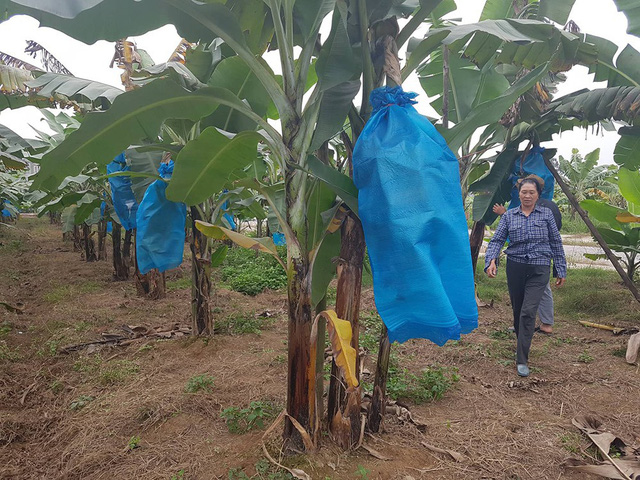 nguoi dan cac vua chuoi hai duong va hai phong ron ra vao vu tet