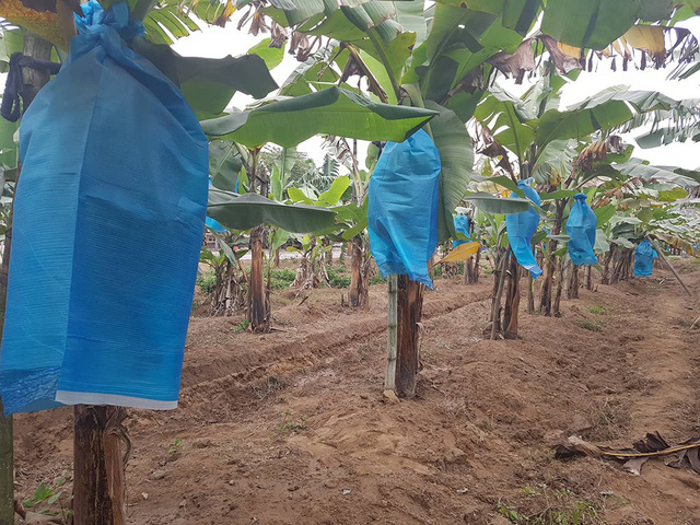 nguoi dan cac vua chuoi hai duong va hai phong ron ra vao vu tet