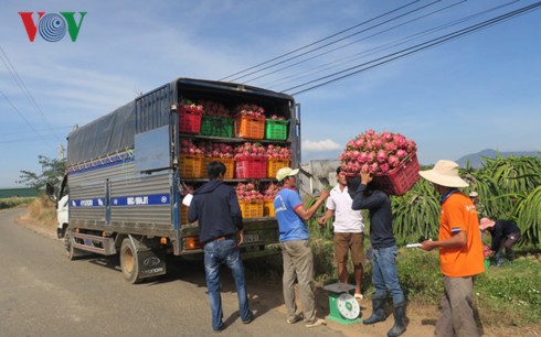 thanh long vu tet gia thap do thuong lai thu mua cam chung