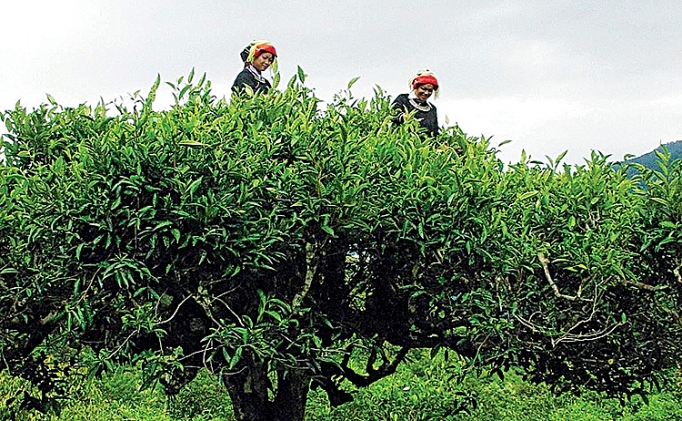 Bình minh trên những đồi chè binh minh tren nhung doi che