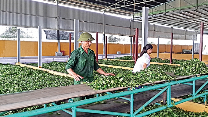 Bình minh trên những đồi chè binh minh tren nhung doi che