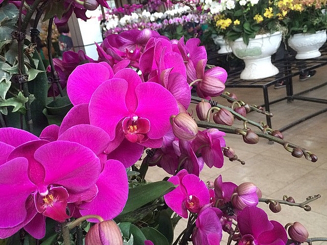 Lan hồ điệp giá tiền triệu đắt khách dịp Tết Nguyên đán lan ho diep gia tien trieu dat khach dip tet nguyen dan