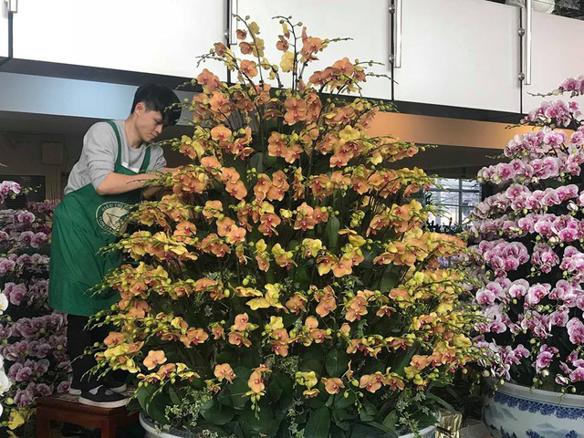 Lan hồ điệp giá tiền triệu đắt khách dịp Tết Nguyên đán lan ho diep gia tien trieu dat khach dip tet nguyen dan