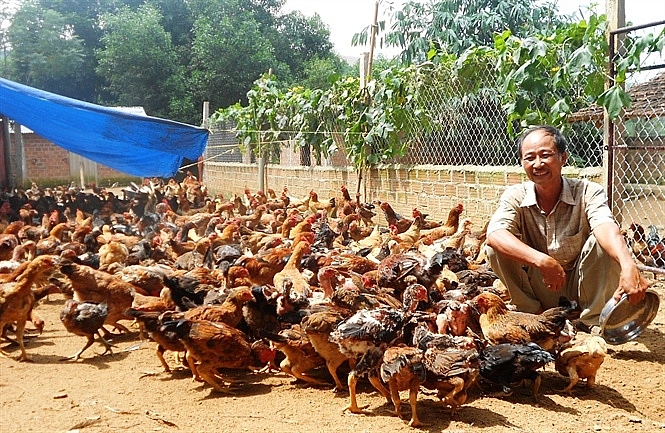 Người nuôi gà vui như tết nguoi nuoi ga vui nhu tet