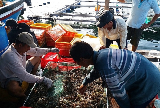 Người nuôi tôm hùm “nhấp nhổm” theo giá thị trường Tết nguoi nuoi tom hum nhap nhom theo gia thi truong tet