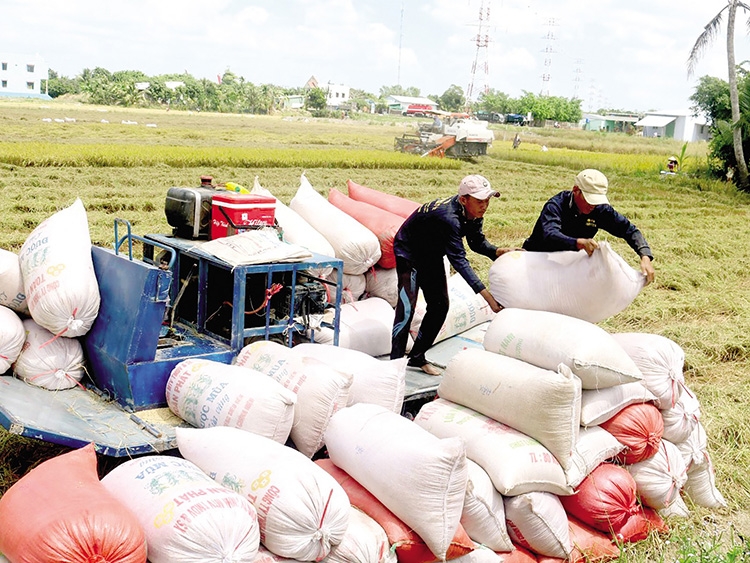 Mở rộng thị trường xuất khẩu, góp phần tiêu thụ hết lúa gạo cho người nông dân 2727-t4-thuhoachluacantho