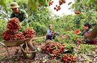 Ngành rau, quả năm 2020: Có cơ sở để kỳ vọng
