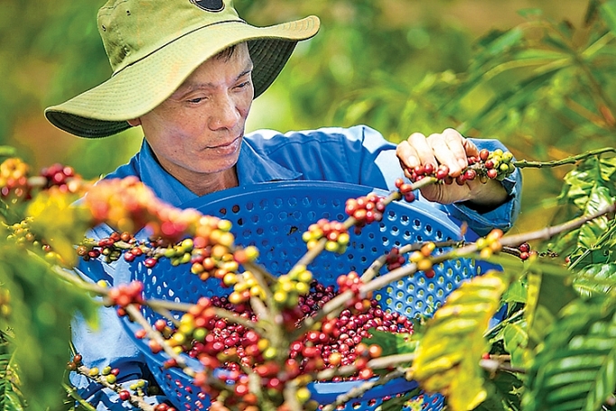ca phe organic ket tu tinh hoa