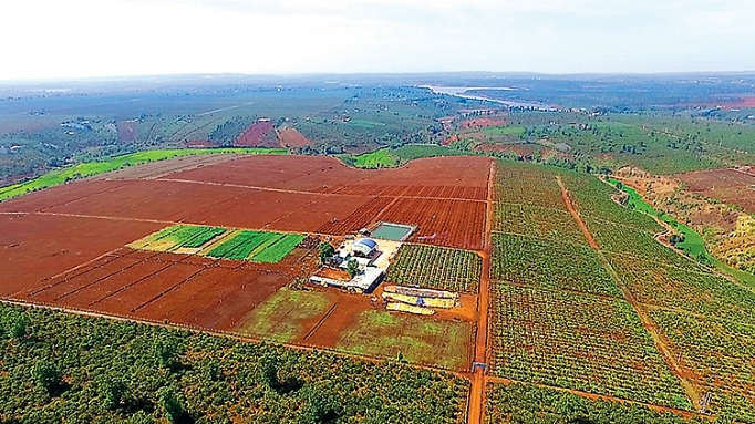 ca phe organic ket tu tinh hoa