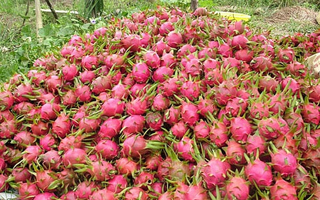 gia thanh long can tet lao doc manh