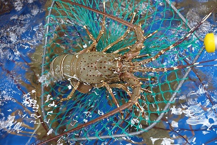 Khan hiếm nguồn cung, tôm hùm tăng giá Khan hiếm nguồn cung, tôm hùm tăng giá