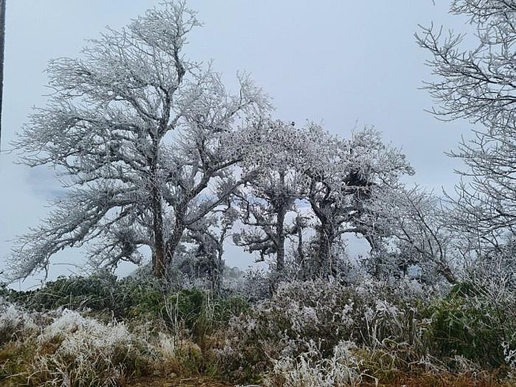 Yêu cầu thực hiện nghiêm chỉ đạo ứng phó rét đậm, rét hại Yêu cầu thực hiện nghiêm chỉ đạo ứng phó rét đậm, rét hại