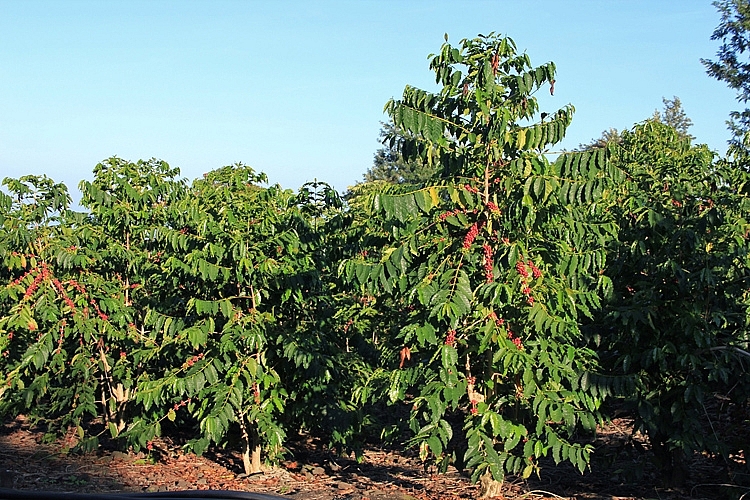 Vườn cà phê sử dụng Đạm Phú Mỹ + KeBo cho năng suất và hiệu quả cao Vườn cà phê sử dụng Đạm Phú Mỹ + KeBo cho năng suất và hiệu quả cao