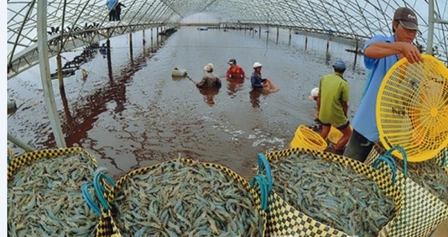 Hỗ trợ kinh phí cho 12 địa phương để thực hiện chính sách phát triển thủy sản Hỗ trợ kinh phí cho 12 địa phương để thực hiện chính sách phát triển thủy sản