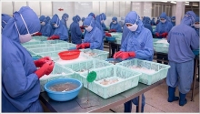 Đến năm 2025, tôm xuất khẩu sẽ đạt trên 5,6 tỷ USD