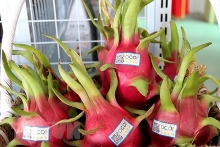 Xúc tiến xuất khẩu thanh long Việt Nam sang thị trường Ấn Độ