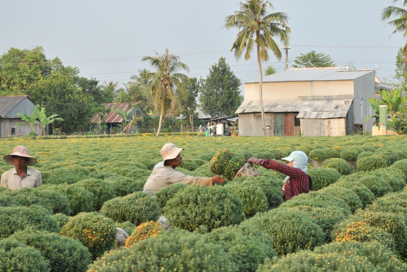Trồng hoa cúc mâm xôi lãi gấp 10 lần trồng lúa
