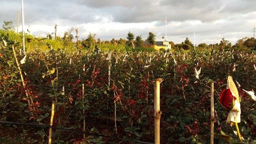  &nbsp;Hoa hồng được bao bọc cẩn thận trước khi tung ra thị trường.