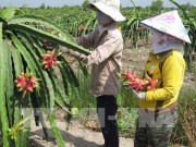 gia thanh long tang dot bien