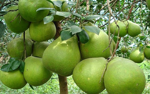 Buởi da xanh Bến Tre (Ảnh: KT)