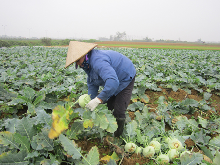Bà con nông dân thu hoạch su hào