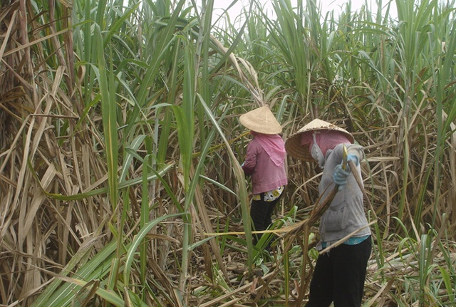 Thu hoạch mía ở Long An