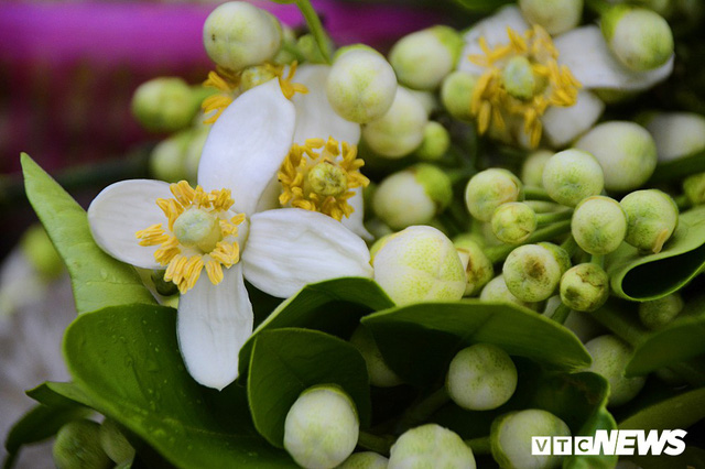 Hoa bưởi đầu mùa, giá tới 300.000 đồng/kg vẫn hút khách Hà Nội - Ảnh 11. Hoa bưởi đầu mùa, giá tới 300.000 đồng/kg vẫn hút khách Hà Nội - Ảnh 11.