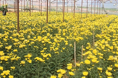 Nhà vườn Đà Lạt lỗ nặng vụ hoa Tết nha vuon da lat lo nang vu hoa tet