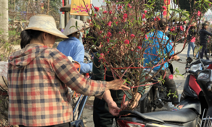 cay canh ha noi dua giam gia de xa hang