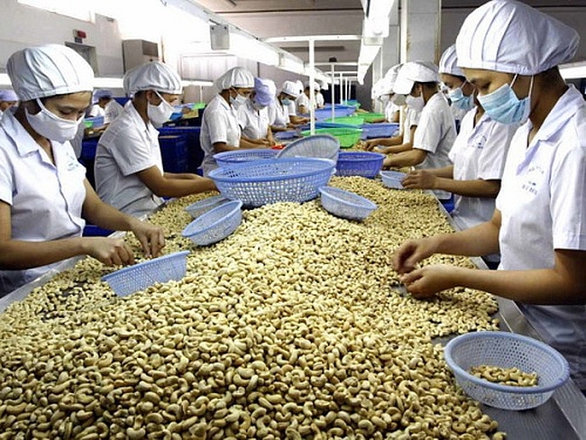 Rớt giá hạt điều tươi, nhà nông Bình Phước mất vui sau Tết rot gia hat dieu tuoi nha nong binh phuoc mat vui sau tet